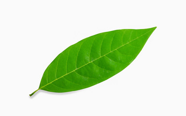 Obraz premium Close-up of Green custard apple leaf isolated on white background.