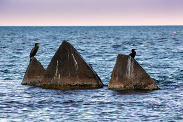 Seascape. Concrete pyramids with cormorants. Shabla, Northern Black Sea Coast, Bulgaria.