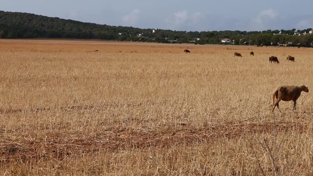 Sheep in the field