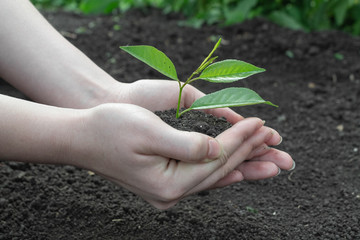 female hands on the background of the earth with a young sprout.