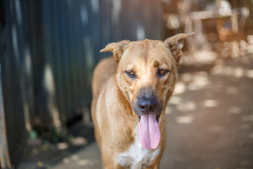 A stray dog, alone life waiting for food. Abandoned homeless stray dog is lying in the street. Little sad abandoned dog on footpath.