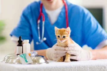 Abwaschbare Fototapete Tierärzte Tierarzt mit Katze. Kätzchen beim Tierarzt.