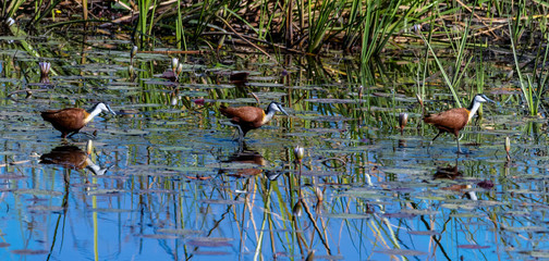 African jacana