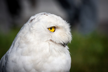 Obraz premium Snowy Owl (Bubo scandiacus) closeup profile