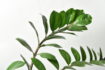 Magnificent house plants Zamioculcas on white background with copyspace