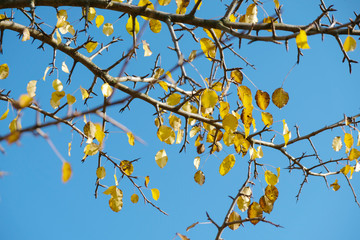 Yellow leaves of wild pear fluttering in the wind against a blue sky background. Sunny autumn in Ukraine.