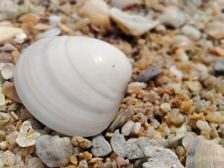 shell on the beach