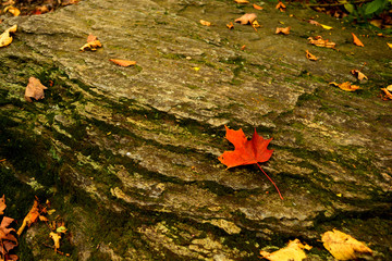 autumn leaves on rock