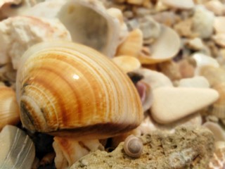 shell on the beach