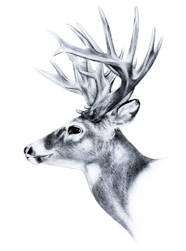 big buck, huge white tail deer, big male buck trophy antlers, buck illustration hand drawn sketch isolated on white background, hunting season, archery sport, wild game hunting, deer wildlife clipart