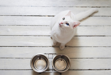Hungry white cat waiting and asking for food