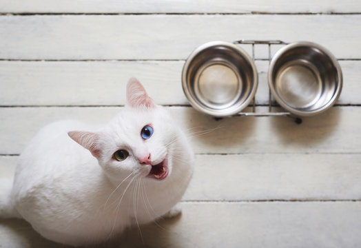 Hungry White Cat Waiting And Asking For Food