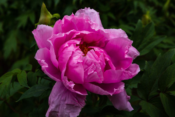 Naklejka premium Paeonia x suffruticosa in spring garden. Paeonia blossom. Beautiful peony flowers on a natural background.