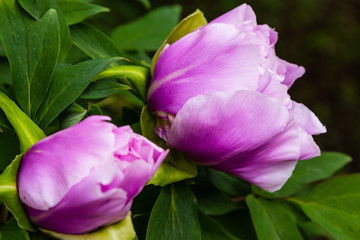 Paeonia x suffruticosa in spring garden. Paeonia blossom. Beautiful peony flowers on a natural background.