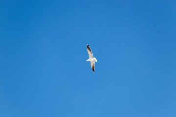 mouette