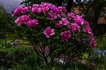 Fototapeta premium Paeonia x suffruticosa in spring garden. Paeonia blossom. Beautiful peony flowers on a natural background.