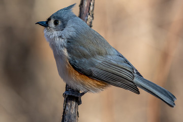 Tufted Titmouse perched on a branch