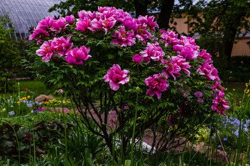 Obraz premium Paeonia x suffruticosa in spring garden. Paeonia blossom. Beautiful peony flowers on a natural background.
