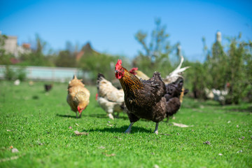 rooster and chickens graze on green grass. Livestock in the village