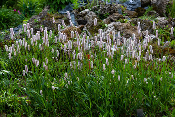 Fototapeta premium Polygonum bistorta 'Superba, Snakeroot, Snake-Root, Snakeweed in spring garden. Persicaria bistorta is medicinal plant.