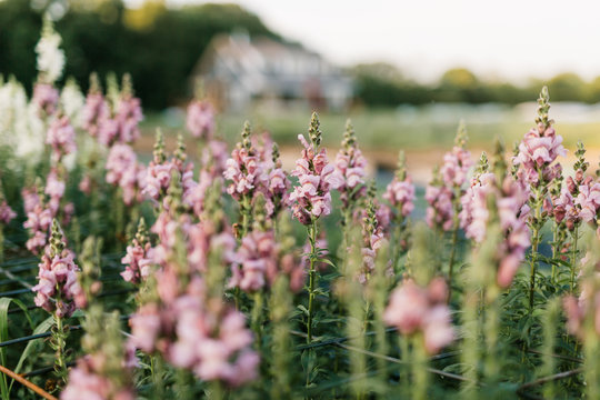 Wild Pink Flowers in Field