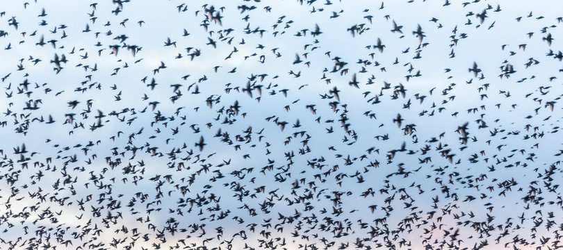 Flock of Starlings in flight