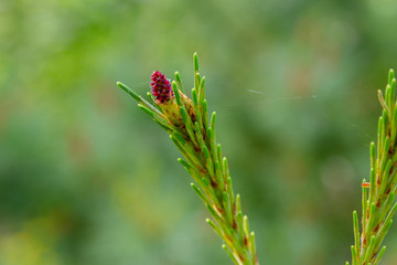 Pine blossom in spring. Pine branch with Bud blooming on a natural background.