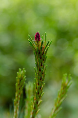 Pine blossom in spring. Pine branch with Bud blooming on a natural background.