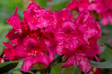 Flowering rhododendrons in the spring garden. Buds and flowers of rhododendrons on a natural background.