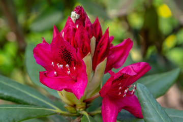 Flowering rhododendrons in the spring garden. Buds and flowers of rhododendrons on a natural background.