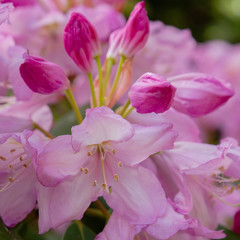 Fototapeta na wymiar Flowering rhododendrons in the spring garden. Buds and flowers of rhododendrons on a natural background.