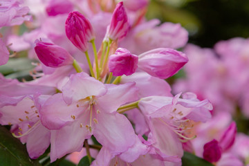 Flowering rhododendrons in the spring garden. Buds and flowers of rhododendrons on a natural background.