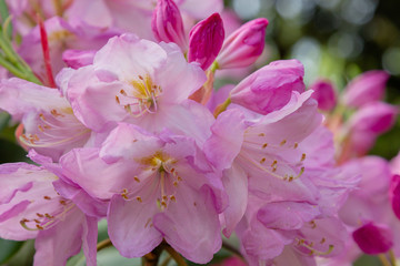 Flowering rhododendrons in the spring garden. Buds and flowers of rhododendrons on a natural background.