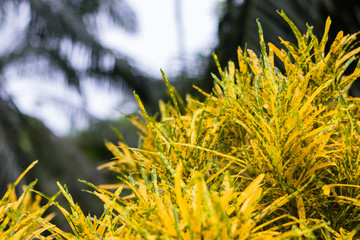golden croton leaves  beautiful on decorative tree  planting natural  background © ninefar