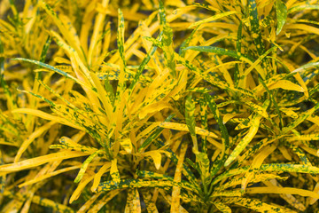 croton variegated laurel close leaf plant on decorative tree  planting nature  background © ninefar