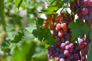 Red grapes on plantations in the winery. Growing vineyards for the manufacture of various varieties...