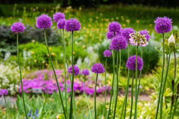 Allium Flowers (Allium Giganteum) in spring garden, Growing bulbs in the garden.