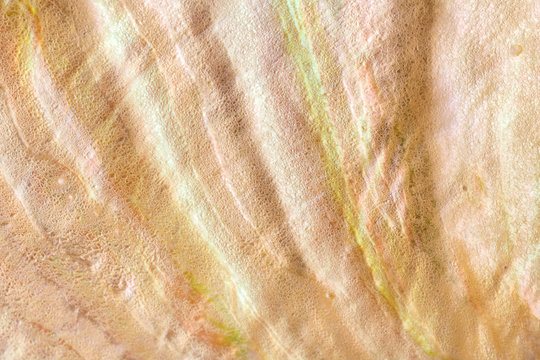 Beautiful Inner Surface of an Australian Abalone