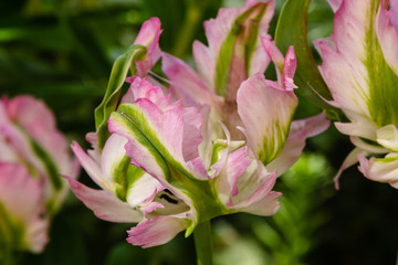 Tulip 'Green Wave' (Tulipa parrot) in spring garden