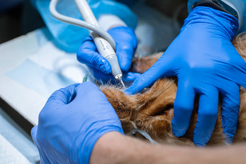 A vet surgeon brushes his dog's teeth under anesthesia on the operating table. Sanitation of the oral cavity in dogs. Dentist veterinarian treats teeth in a veterinary clinic. Veterinary Dentistry