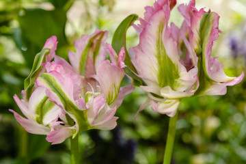 Tulip 'Green Wave' (Tulipa parrot) in spring garden