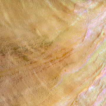 Beautiful Inner Surface of an Australian Abalone