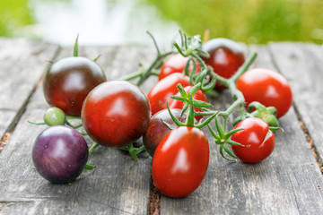 Tomatoes of different colors against the background of an old wooden deck and water.