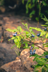 Wild Blueberries growing in nature
