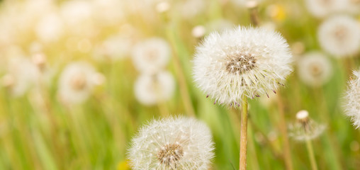 Obraz premium dandelion blowball (Taraxacum officinale) in the control sunlight against the background of the orange evening sky, close-up. Close-up view of a dandelion, blowball against the sunset.