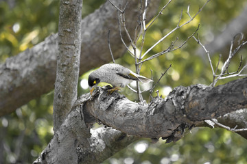 bird
