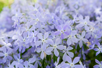 Phlox divaricata in spring garden. 'Blue Moon' flowers, Wild Sweet William or Blue Phlox is wildflowers blooming in garden. Lovely floral background of blue flowers.