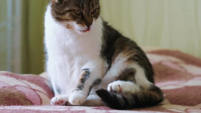 Cat cleaning fur in 4k slow motion 60fps