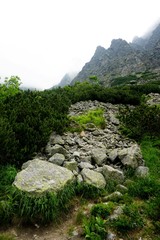 Mountain stone trail through forest in High Tatras. Mountain road in the forest.                      Journey through the Carpathian forests and mountains