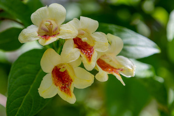 Fototapeta na wymiar Blossom weigela middendorffiana in spring garden. Flowering shrubs in the garden.